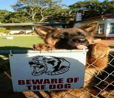 恶犬by鲨鱼辣椒全文阅读